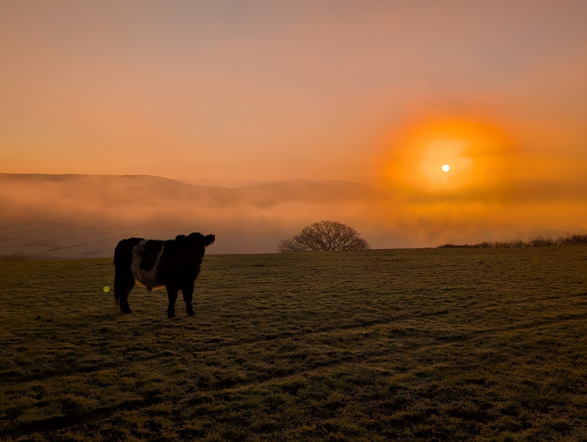 Belted Galloway in mist at sunrise over the Mendips