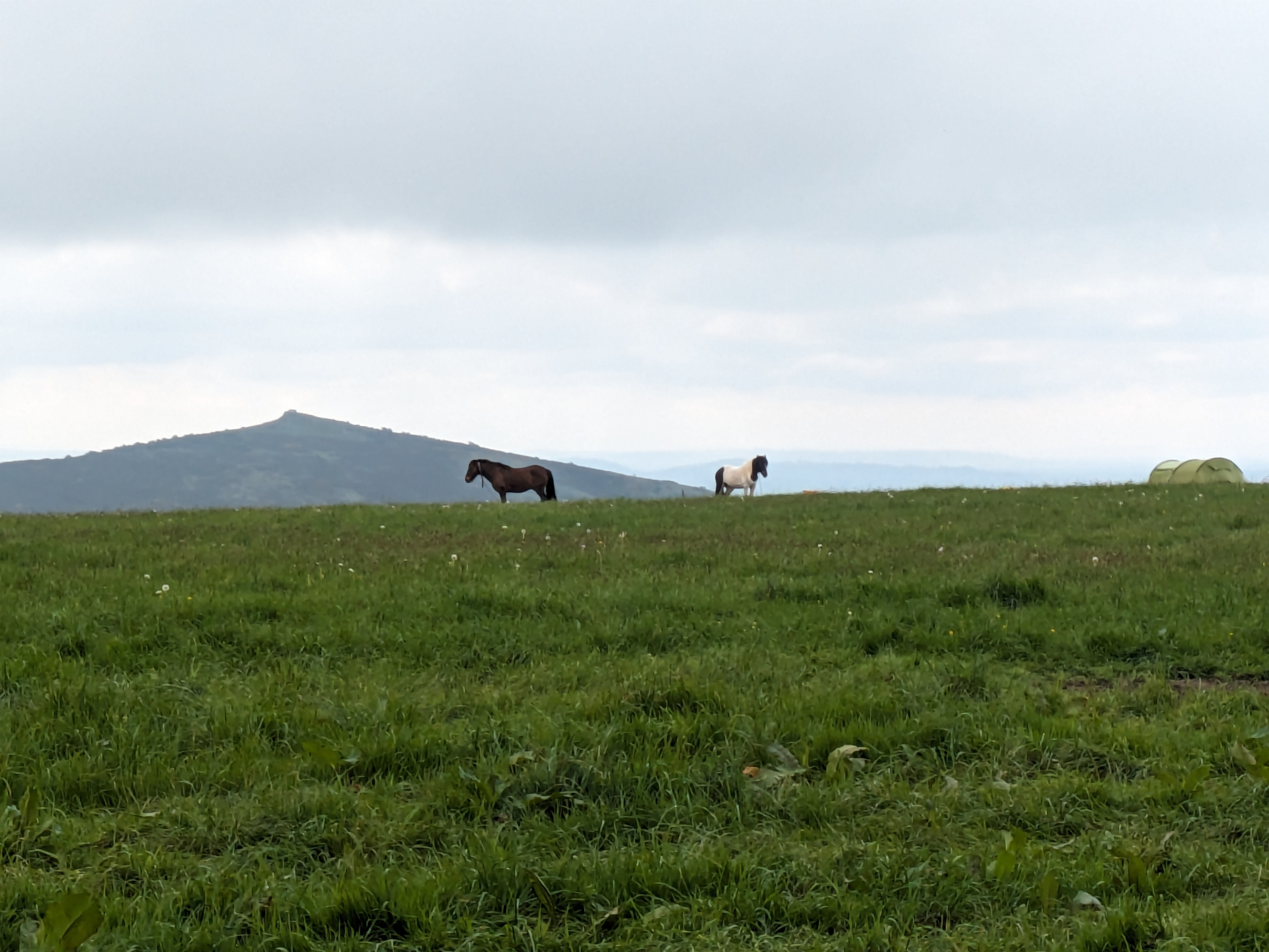 Wild ponies grazing on Loxton Hill with Crook Peak in the distance