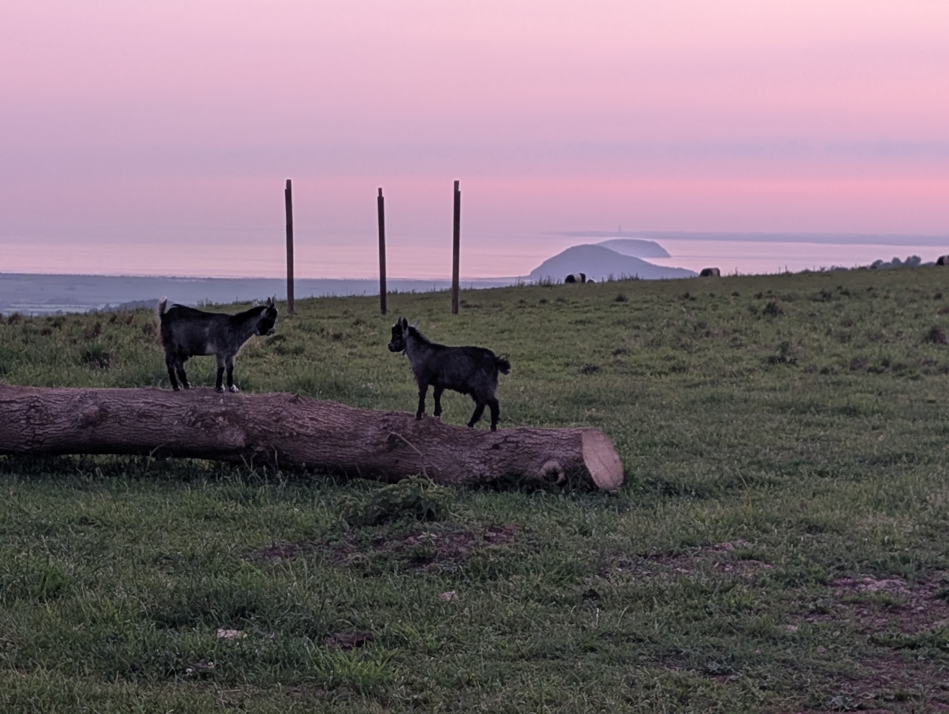 Pygmy goats on a log at dusk with Brean Down and the Bristol Channel beyond